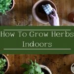how to grow herbs indoors pinterest graphic