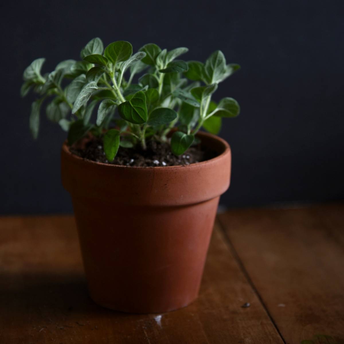 How To Grow Herbs Indoors