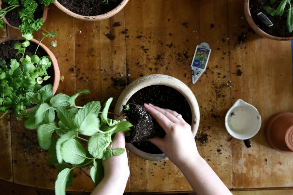 mint being planted 