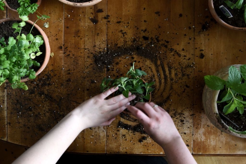 oregano herb being planted 