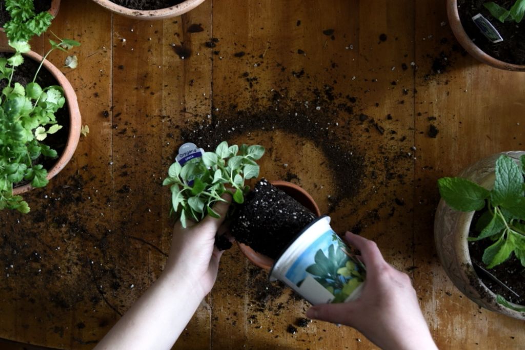 an oregano plant being planted