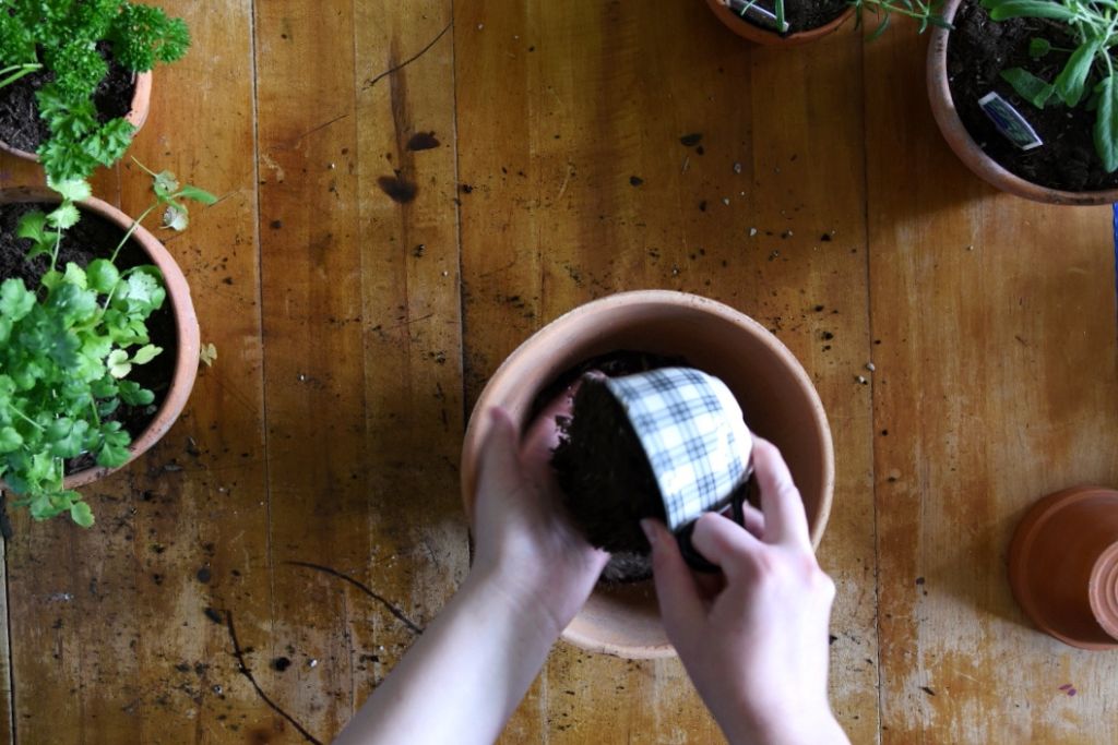 someone pouring dirt over their hand into a pot, there are other planted herbs in pots as well